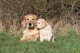 GOLDEN RETRIEVER 029